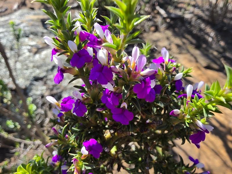 5 Bedroom Property for Sale in Piketberg Rural Western Cape